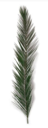 40 inches TO 49 inches Preserved Phoenix Canariensis Palm Frond (Set of 5)