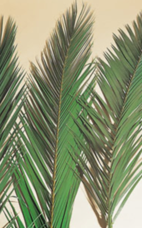 40 inches TO 49 inches Preserved Phoenix Canariensis Palm Frond (Set of 5)