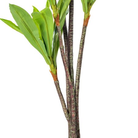60" Real Touch Dracaena x 5 w/68 lvs in