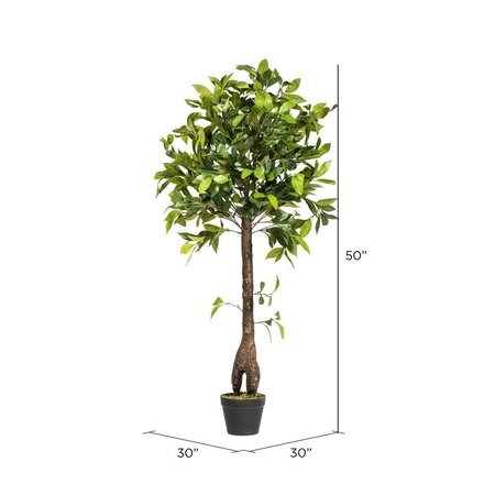 50"  Camellia Tree in Pot