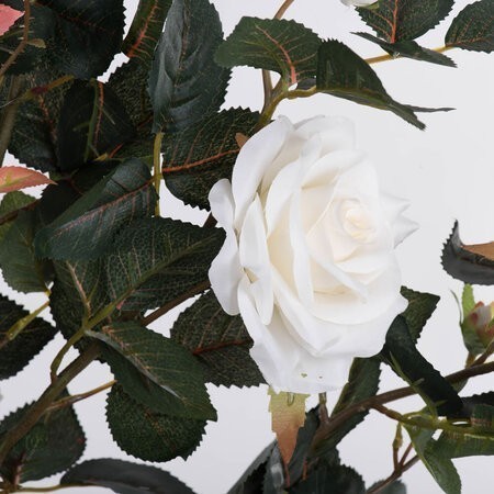 45" White Rose Plant in Pot