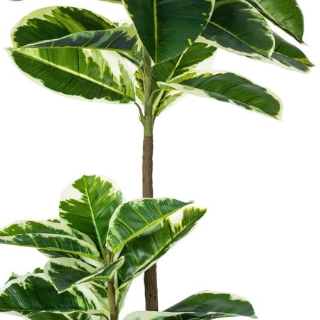 50" Potted Dieffenbachia Real Touch