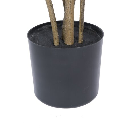 4' Cotinus Coggygria Tree w/Pot-Green