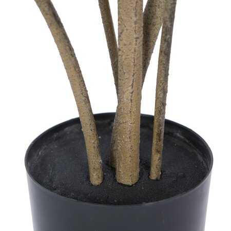 4' Cotinus Coggygria Tree w/Pot-Green