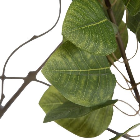 4' Cotinus Coggygria Tree w/Pot-Green