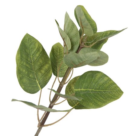4' Cotinus Coggygria Tree w/Pot-Green