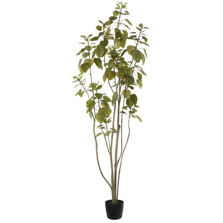 6' Cotinus Coggygria Tree w/Pot-Green