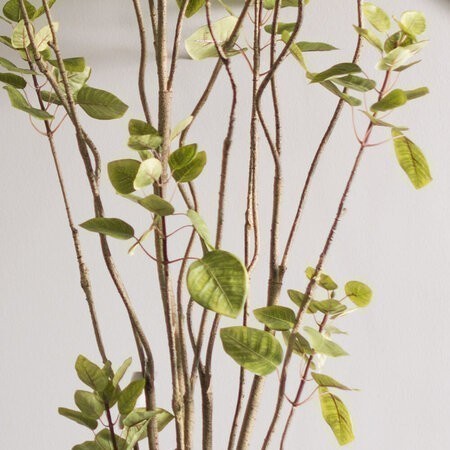 4' Cotinus Coggygria Tree w/Pot-Green