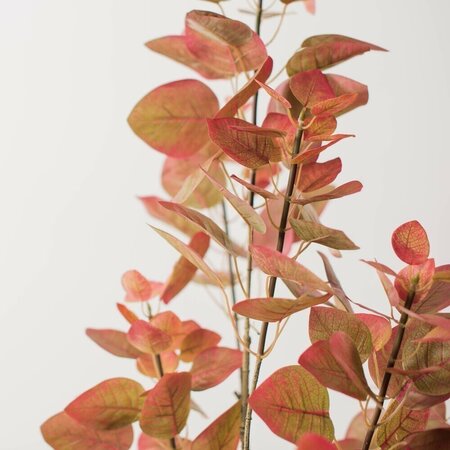 5' Rogot Rurple Tree w/Pot-Red