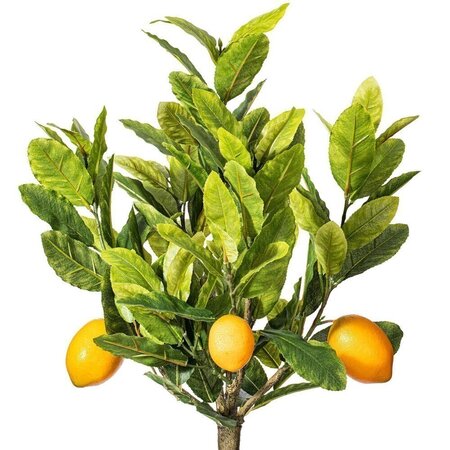 3' Potted Lemon Tree 111 Leaves