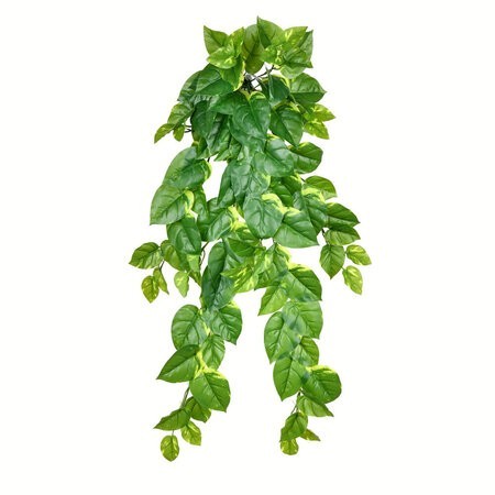 40 inches Pothos Hanging Bush 96 Leaves
