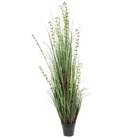 60" Eucalyptus Grass Potted