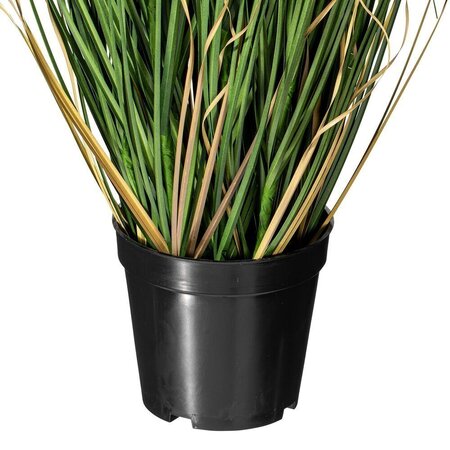 36" Green Curled Grass in Pot