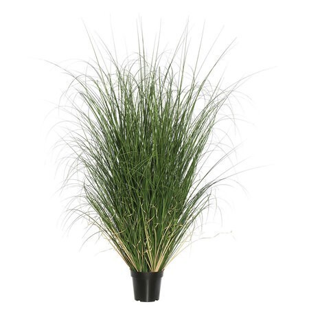 60 inches Green Curled Grass in Pot