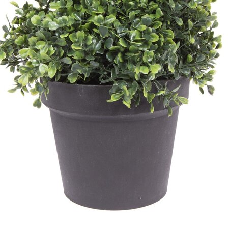 3' Boxwood Spiral In Pot UV