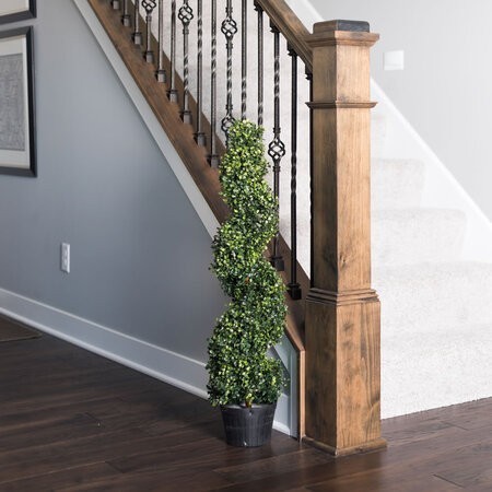 3' Boxwood Spiral In Pot UV