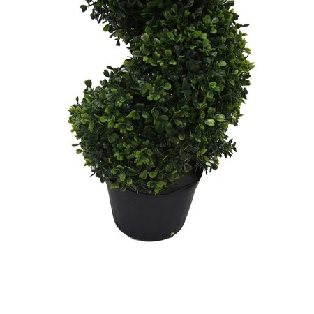 3' Boxwood Spiral In Pot UV
