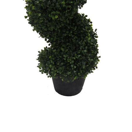 4' Boxwood Spiral In Pot UV