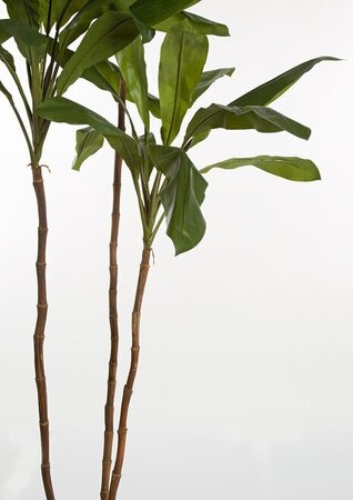 8 FOOT Artificial  CORDYLINE TREE  ON NATURAL WOOD