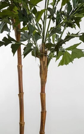 9.5 FOOT FISHTAIL PALM TREE  ON NATURAL WOOD