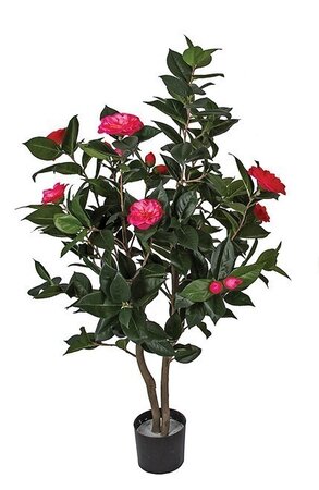 CAMELLIA TREE ON NATURAL WOOD | BEAUTY OR CREAM | 3 feet OR 5 feet TALL