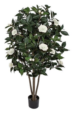 CAMELLIA TREE ON NATURAL WOOD | BEAUTY OR CREAM | 3 feet OR 5 feet TALL