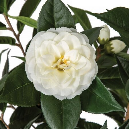 CAMELLIA TREE ON NATURAL WOOD | BEAUTY OR CREAM | 3 feet OR 5 feet TALL