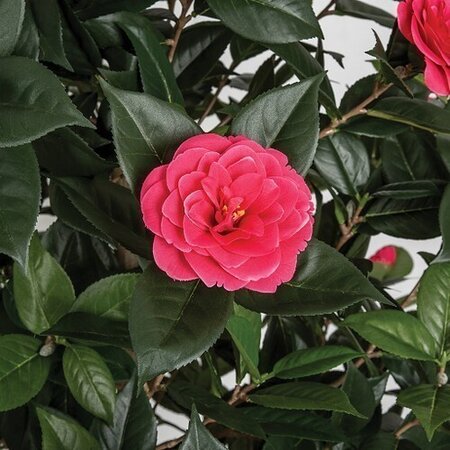 CAMELLIA TREE ON NATURAL WOOD | BEAUTY OR CREAM | 3 feet OR 5 feet TALL