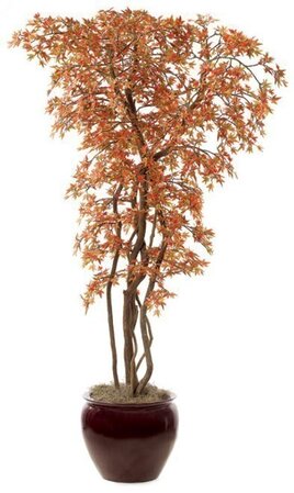 8 FOOT CUSTOM MINI JAPANESE MAPLE TREE - GREEN