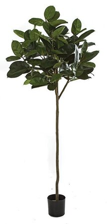 RUBBER PLANT TREE | 5 FOOT OR 7 FOOT