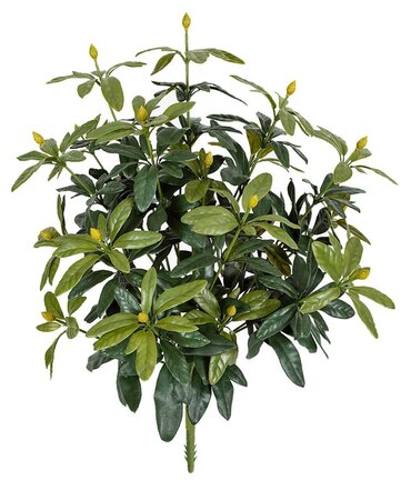 37 inches Rhododendron Bush - 24 inches Width - Green - Bare Stem