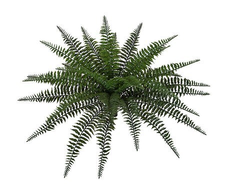 23 inch  Outdoor Boston Fern - 29 Fronds - 30 inches Width - Green - Bare Stem