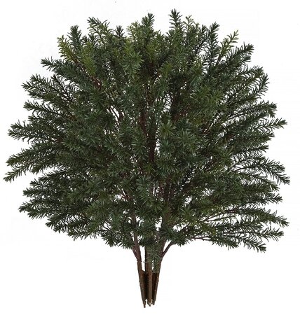37 inches Outdoor Taxus Yew - 564 Leaves - 30 inches Width - Green - Bare Stem