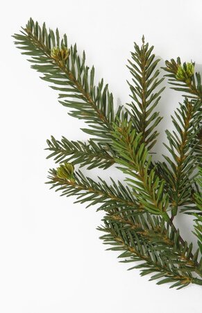 20" Natural Touch Hemlock Spray Indoor/Outdoor  Sold Per Piece