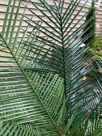 Custom Made 5 feet & 6 feet Tall New Areca Palm Bush