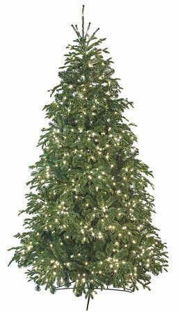 PE/PVC Georgia Fir Tree with LED Rice Lights | 7.5', 9', 12' or 15' Tall