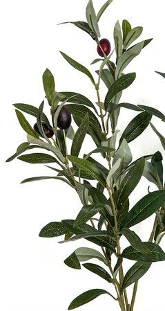12 Foot Exotic Mediterranean Fire Retardant Olive tree 68" Wide