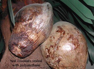 7 inches natural real coconuts that are sealed with polyurethane