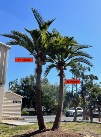 Outdoor UV Rated Windswept Coconut Palm Tree