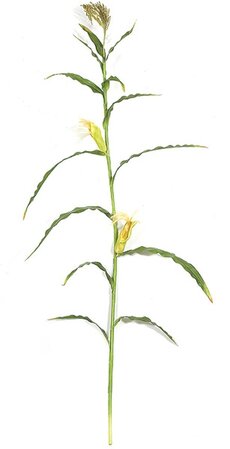 7.5 feet Corn Stalk - 13 Green Leaves - 2 Yellow Corn - Bare Stem