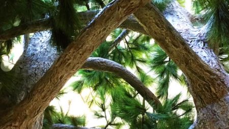 Giant Custom Artificial  Trees — breathtaking replicas of nature’s most iconic giants