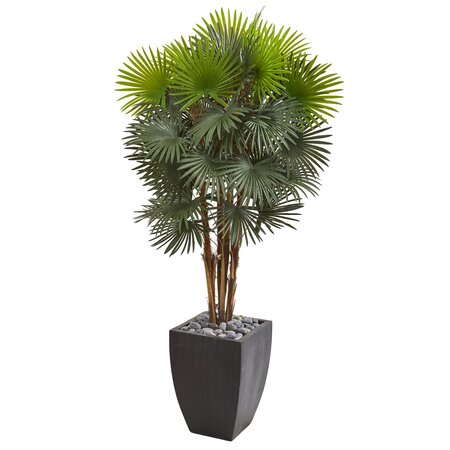 59” Washingtonia  Fan Palm Tree in Black Planter