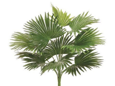 18 inches Fan Palm Bush  Green