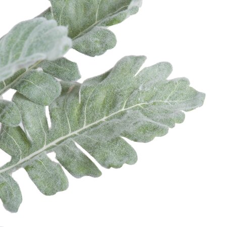 17" Green Dusty Miller Spray 3/Pk