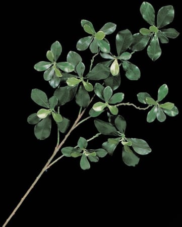 Custom Made 8 feet Black Olive Tree Fire Retardant