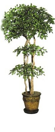 EF-4018 7 feet Oriental Ficus Tree  natural dragonwood trunks 2680 lvs.