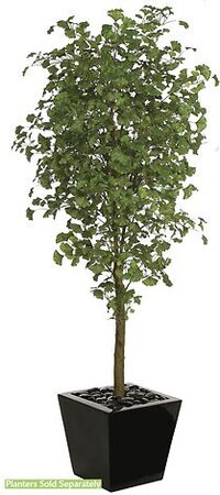 W-70580 7 feet Gingko Tree - Synthetic Trunk - 1,860 Green Leaves - 33 inches Width - Weighted Ba...