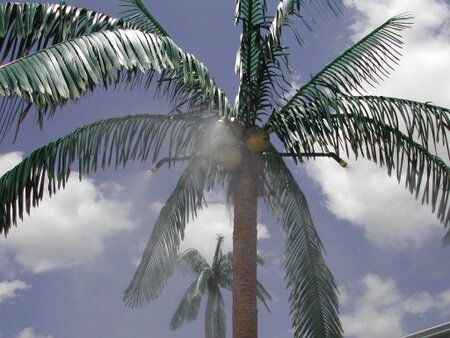 Misting System addon for Cp-1000 Caribbean Palm Tree Only!
