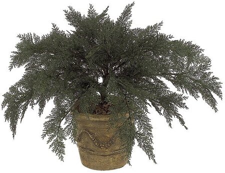 37 inches Outdoor Large Spreading  Juniper - 40" to 48" Width- Green - Bare Stem