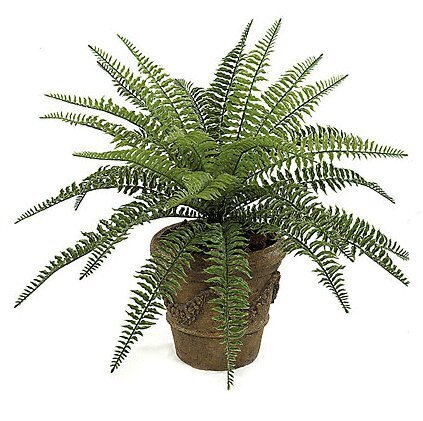 23 inches Small Outdoor Boston Fern - 29 Fronds - 30 inches Width - Green - Bare Stem